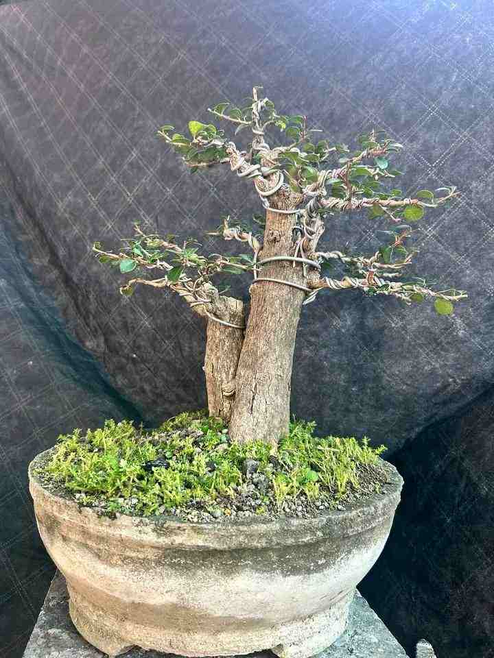 Bonsai